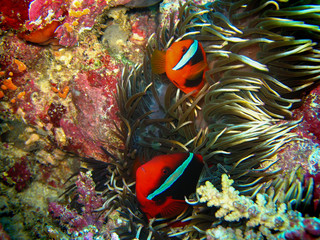 Fototapeta na wymiar Closeup wildlife photo of two red clown fishes are coming out from the anemone. Colorful corals are on the background. Photo taken at night with flesh light.