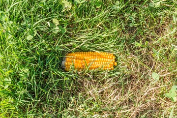 Ein Maiskolben liegt im tiefen grünen Gras, Deutschland