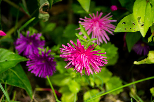 fiori astri