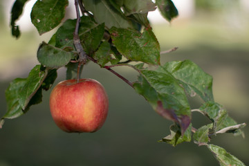 Apfel an Baum