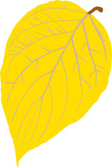 yellow leaf on white background
