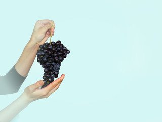 Naklejka na ściany i meble woman hand and grape brunch. The vineyard, fruit, vine, agriculture, plant, harvesting concept . vignette