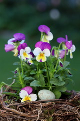 viola flowers in yellow and purple in bird´s nest