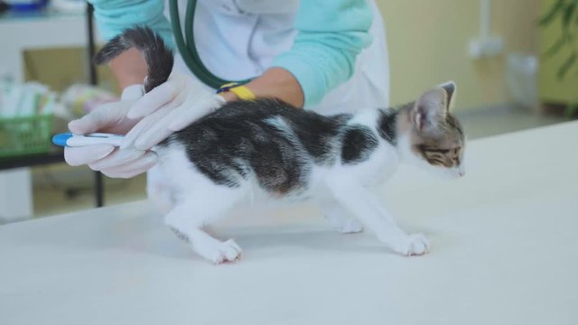Vet examining a little cute kitten at veterinary clinic