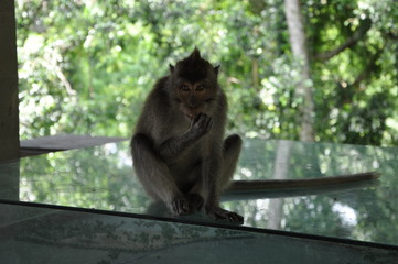 monkey