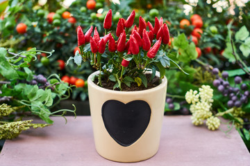 flowers in pots
