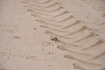 prints in the sand