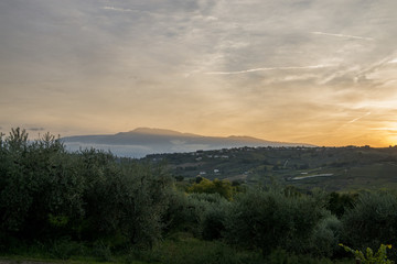 Campagna vigna e uliveto al tramonto