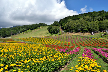 【長野県諏訪郡】富士見高原 色鮮やかな花壇