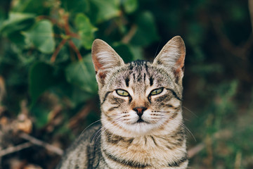 beautiful tabby cat, cat portrait, cat face close up