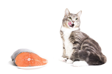 Gray striped cat with red fish on white background. Isolated on white. gray cat licked. Cat wants to eat fish