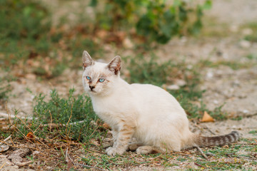 Naklejka na ściany i meble beautiful cat with blue eyes, white cat on the street