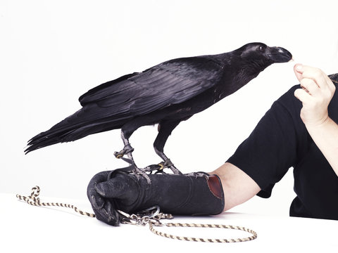 Black crow