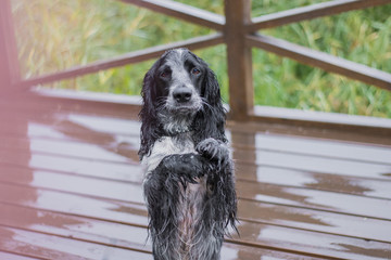 cute obedient dog russian spaniel is begging for food
