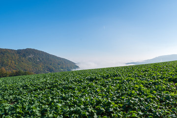 Fototapeta na wymiar Feld mit blauem Himmel und Nebel - Ackerfeld bepflanzt
