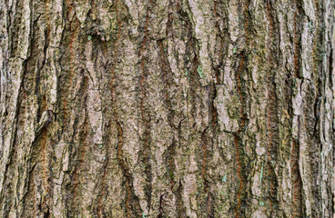 Forests,parks and texture concept-close-up of bark on a tree in a damp forest in the north.