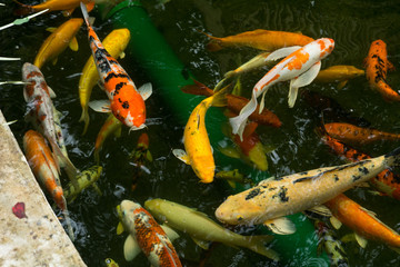 Obraz na płótnie Canvas Group of Japan Koi Carp in Koi Pond, Colorful fancy carp fish, koi fish