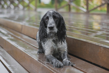 dog russian spaniel breed on stairs on a rainy day
