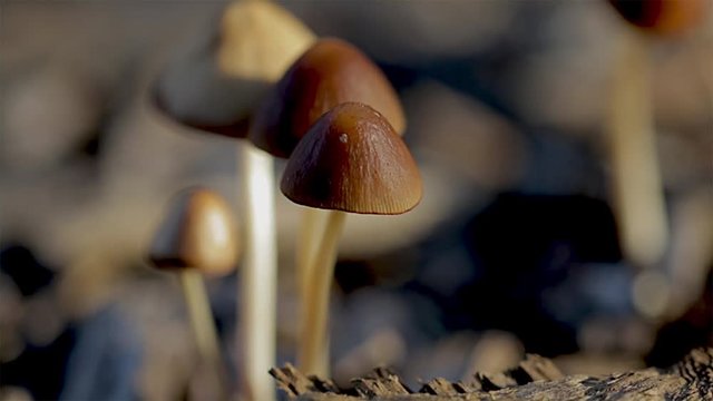 Close up of little brown mushrooms growing close together on the forest floor. Mycology and the study fungi. Small but strong concept. Group strength concept.
