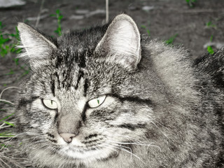 Obraz premium Tabby Сat and green grass