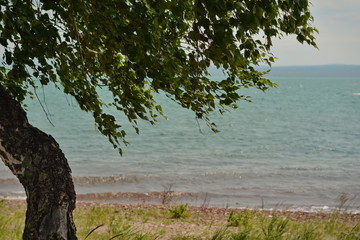 wind in the branches