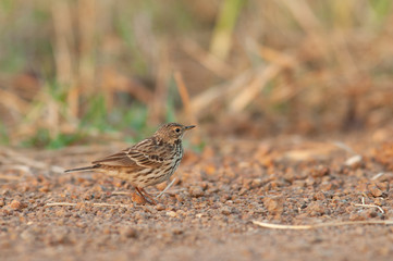 Oriental Skylark on the ground