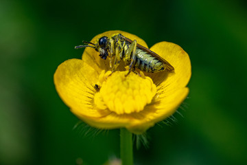 Insect collecting pollen from vibrant yellow flower