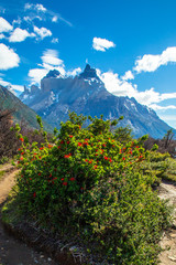 Fototapeta premium Torres del Paine, Chile - Laguna Torres, famous landmark of Patagonia, South America.