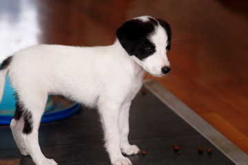 Portrait of little puppy female dog is posing for photo shoot, close up. Small mixed breed, adorable puppies and half breed dogs. Lovely dog, cute doggy, pretty, pet, domestic animal, home with pets.