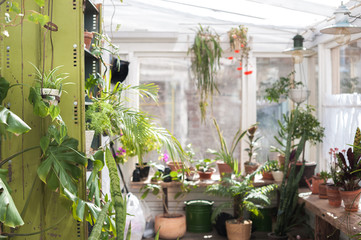 Beautiful winter garden with many flowers in pots. Space for privacy and sports, self-development