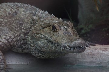 Cocodrilo