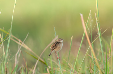 Zitting Cisticola in the rice field.