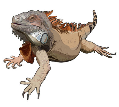Iguana in vector