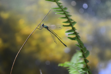 Libelula sobre una rama