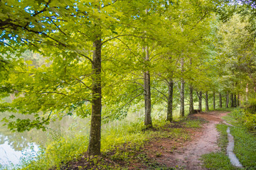 Fototapeta premium árvores beira lago