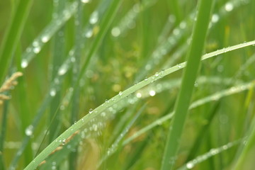 dew on grass