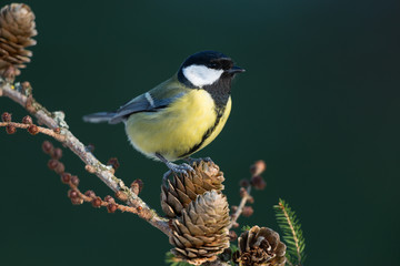 Great tit, Parus major