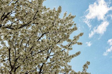 Beautiful Sprin Flowers