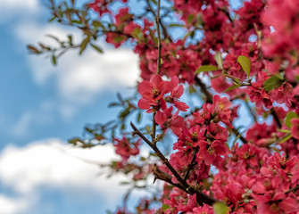 Beautiful Sprin Flowers