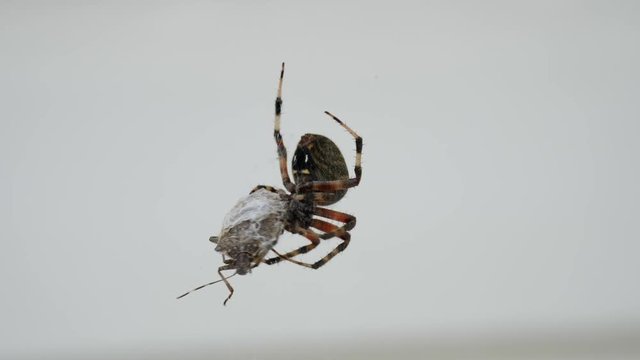 Orb-weaver Spider eating bug Macro Close Up