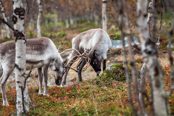 Fighting reindeers in the forest, Lapland, Finland