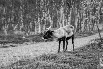 Reindeer in the forest, Lapland, Finland - black and white picture
