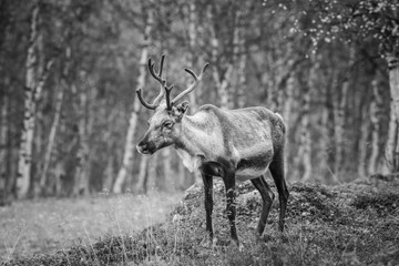 Reindeer in the forest, Lapland, Finland - black and white picture