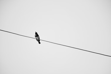 A bird on the wires with clear sky background