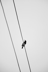 A bird on the wires with clear sky background