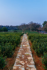 Fototapeta na wymiar Stone path in fields of tea trees in Hangzhou