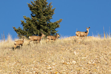Herd of Colorado Deer