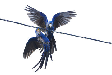 Hyacinth macaws, Pantanal, Brazil