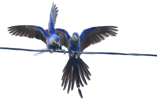 Fototapeta Hyacinth macaws, Pantanal, Brazil