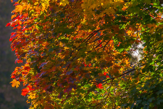 Beautiful autumn maple with red, orange, yellow and green leaves &ndash; a fragment of a tree on a blurred dark background bokeh on a Sunny day, the nature of Russia